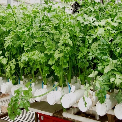 Tubos de PVC redondo de espessura padrão Sistema NFT hidropônico para cultivo de jardim